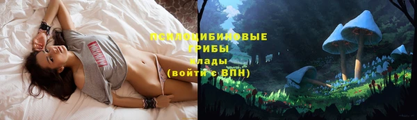 прущие грибы Богородицк